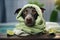 Cute dog in a towel after a bath with slices of lime, cute dog relaxed from spa procedures on the face with cucumber, covered with