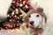 CUTE DOG UNDER CHRISTMAS TREE LIGHTS CELEBRATING HOLIDAYS WEARING A REINDEER ANTLERS HAT