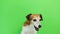 Cute dog waiting for food. eats treats from owner woman hand. Video footage. Green chroma key background. Lovely white