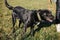 Cute dog walking with volunteer in grass in green park. Adoption from shelter concept. Mixed breed black dog. Sweet black doggy on