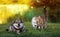 Cute dog watches as two lovers cats walk on the green grass on the sunny lawn in the summer garden