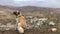 cute dog watches Pulumur district of Tunceli province from the top. Yellow