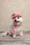 Cute dog wearing hat and scarf