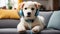 cute dog wearing headphones in the room relaxation resting friendly lovely