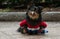 Cute Dog Wears Super Hero Costume At Atlanta Doggy Con