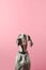 Cute dog of the Weimaraner breed is posing