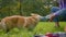 Cute dog welsh corgi drinking from bottle on grass nature unknown girl woman handler domestic animal owner giving drink