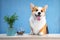 Cute dog of welsh corgi pembroke breed sits on the desk of reception welcomes and greets guests