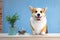 Cute dog of welsh corgi pembroke breed sits on the desk of reception welcomes guests