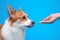 Cute dog welsh corgi pembroke licks when seeing food or goodies in the owner`s hand on a blue background. Training the animal for
