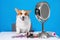 Cute dog Welsh Corgi Pembroke sits at a table with a large cosmetic mirror and makeup, overlooks the unpacking of product on a