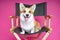 Cute dog welsh pembroke corgi sits on a black directorâ€™s armchair on a pink background
