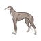 Cute dog Whippet breed pedigree vector illustration