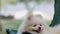 Cute dog white pomeranian smile and happiness