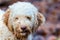 Cute dog in the winter with fresh snow