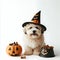 Cute dog in a witch hat with trick or treats for Halloween on a white background, spooky pumpkin, generative ai