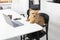 Cute dog working on laptop in the kitchen. Useful pet concept