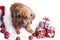 Cute doggy and Christmas decoration