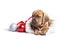 Cute doggy and Christmas decoration