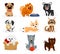 Cute doggy set. Isolated playful dog puppies