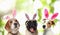 Cute dogs with bunny ears headbands, collage. Happy Easter