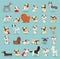 Cute dogs collection. Vector illustration of cartoon different breeds dogs, alaskan malamute, corgi, samoyed, border