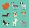 Cute dogs collection. Vector illustration of cartoon different breeds dogs, such as alaskan malamute, corgi, samoyed