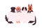 Cute dogs of different breeds standing hold empty banner with place for text vector flat illustration. Group of funny