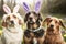 Cute dogs in an Easter Bunny Ears Costume.