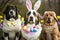 Cute dogs in an Easter Bunny Ears Costume.