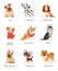 Cute dogs. Furry human friends home animals different breed pug, labrador and husky. Funny pets, happy puppies cartoon