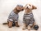 Cute dogs in his jail house rock clothes