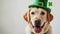 Cute Dogs with Leprechaun Hats, St. Patrick\\\'s Day