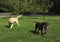 Cute dogs playing with flying disk in park