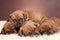 Cute dogs resting on white blanket