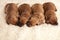 Cute dogs resting on white blanket