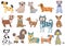 Cute dogs set. Collection with dalmatian, bulldog, husky, poodle, dachshund