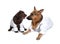 Cute dogs in uniforms as veterinarian and his assistant