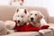 Cute dogs in warm sweaters on sofa at home.