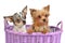 Cute dogs in a wicker basket