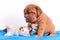 Cute Dogue De Bordeaux puppy