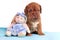 Cute Dogue De Bordeaux puppy