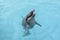 Cute dolphin playing with a piece of fish in Naha Okinawa Japan