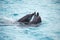 Cute dolphins during a speech at the dolphinarium