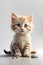 Cute Domestic Cat Kitten with Whiskers – Portrait of a Young Feline Pet Animal