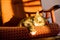 Cute domestic cat lying on sofa relax and resting