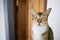 Cute domestic cat patiently waiting in front of the door