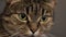 Cute domestic cat staring at camera, close-up of a cat\'s eye