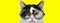 Cute domestic cat wearing glasses