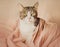 Cute domestic cat with yellow eyes is sitting covered with a pink blanket on the bed in the early morning. Home comfort and a pet